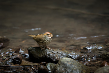 Puff-throated Babbler Birds playing the water to cool off in the stream.