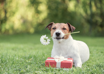 Dog with red gift box and flower as Valentine's day card