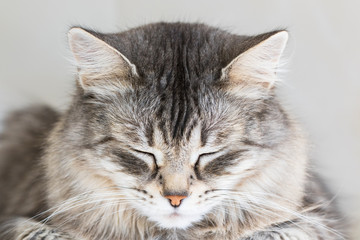 Cute pet of siberian breed, grey silver color. Pretty kitten indoor in relax