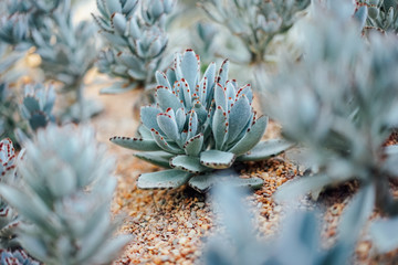closeup of a cactus