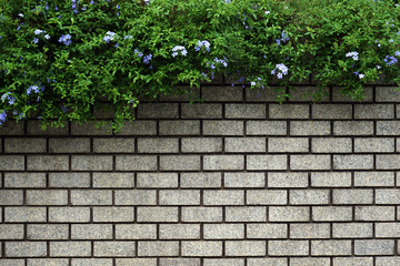 Green Leaves Bush on old wall brick background