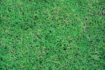 Green lawn texture background. Green grass background texture. top view.