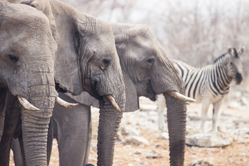 elephants namibia