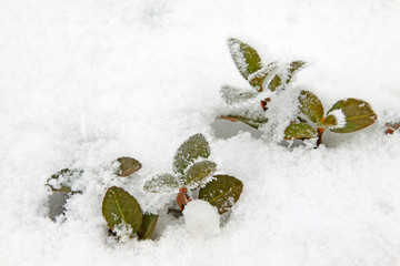 Chinese littleleaf box branches