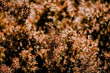Buisson d'automne