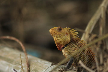 Nature-wild life