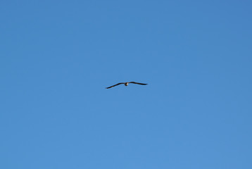 Seagull flying in the blue sky