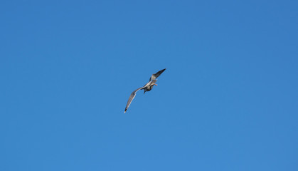 Seagull flying in the blue sky
