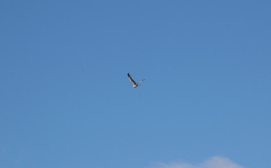 Seagull flying in the blue sky