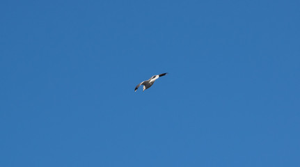 Seagull flying in the blue sky