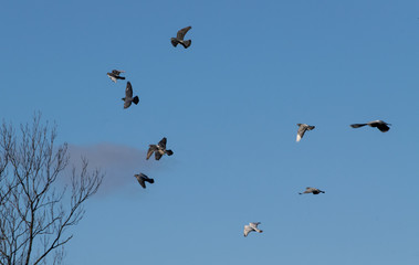 A flock of pigeons flying in the sky