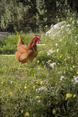 poule rousse dans un champs