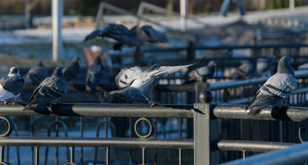 Pigeons are sitting on the fence