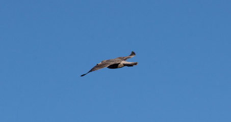 Seagull flying in the blue sky