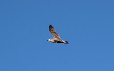 Seagull flying in the blue sky