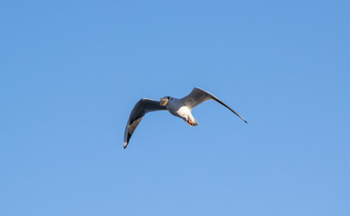 Seagull flying in the blue sky