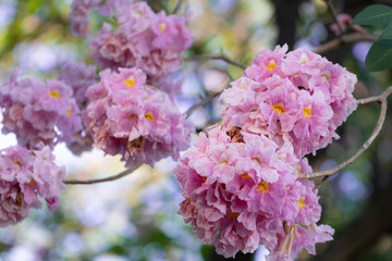 Tabebuia rosea or Pink trumpet tree blooming.