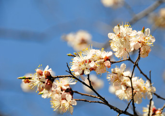 cherry tree in  blossom on blu sky background