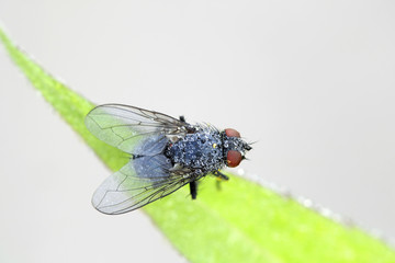 Blow fly, Calliphora sp
