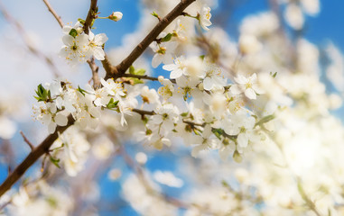 Spring Blossom Design Cherry Blossom