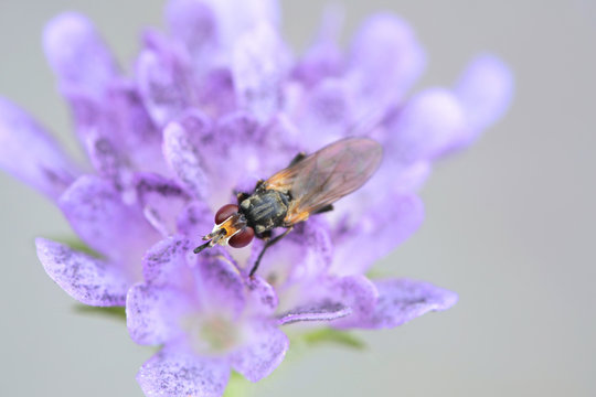 Bee-grabber fly