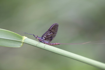Mayfly, also called shadfly and fishfly