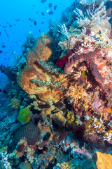 Naklejka na ściany i meble Underwater, Lembeh Strait,Indonesia