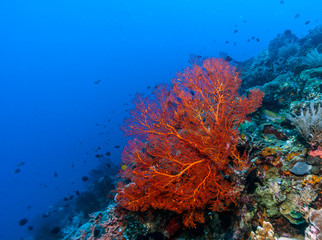Plakat Underwater, Lembeh Strait,Indonesia