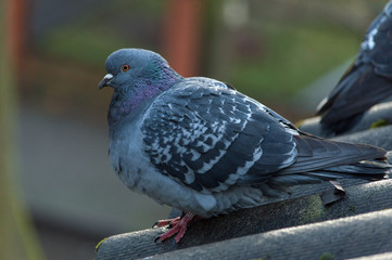 Obraz premium The pigeon is standing on the roof of a large plan