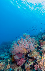 Fototapeta na wymiar Underwater, Lembeh Strait,Indonesia