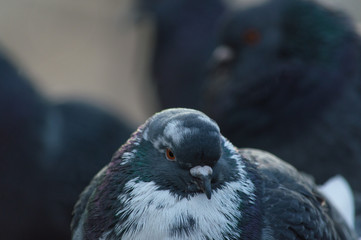 The pigeon is standing on the roof of a large plan