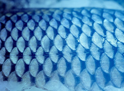 Photo of beautiful macro of large fish scales