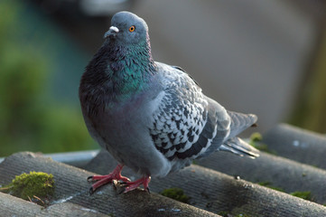 The pigeon is standing on the roof of a large plan