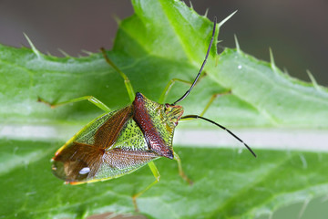 Hawthorn shield bug or shieldbug,  Acanthosoma haemorrhoidale