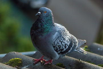 The pigeon is standing on the roof of a large plan