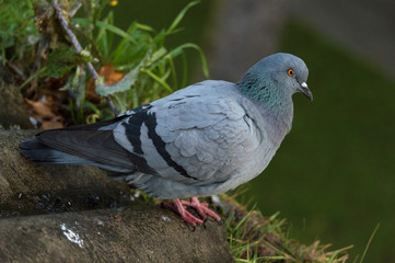 The pigeon is standing on the roof of a large plan