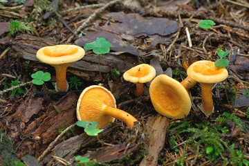 Hygrophoropsis aurantiaca, commonly known as the false chanterelle © Henri Koskinen