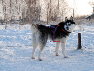 winter picture with a dogs, park of a riding dogs
