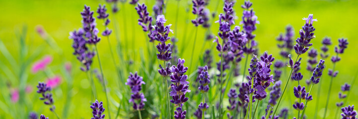 Blooming Lavender Flowers on Green Grass Background. Web Banner.