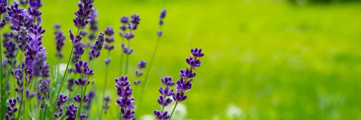 Draagtas Blooming lavender flowers on green grass background on a sunny day. Web banner. © APHOTOSTUDIO