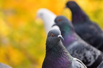 Pigeons are standing on the roof on a yellow background