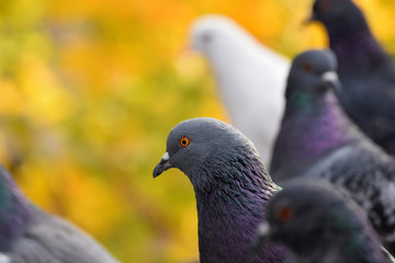 Pigeons are standing on the roof on a yellow background