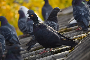 Pigeons are standing on the roof in the fall