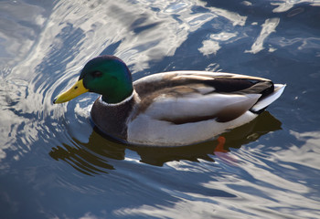 Duck swims in the water close up