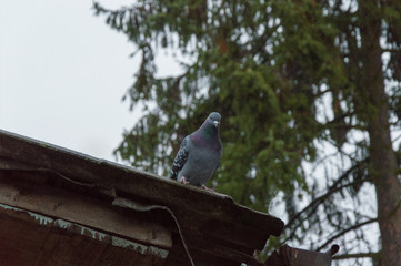 Pigeons are standing on the roof in the fall