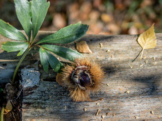 Chestnuts still in the original burr, just fallen from the tree