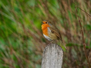 Singing Robin 