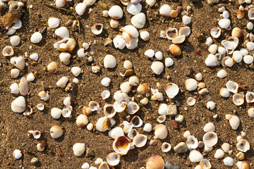 Beach sands texture and background