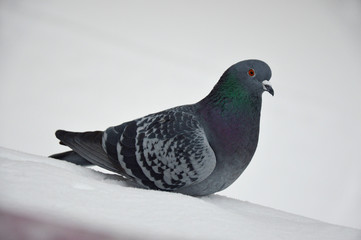 Pigeons are sitting in the snow