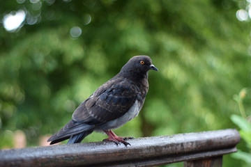 Dove standing on the fence on a green background
